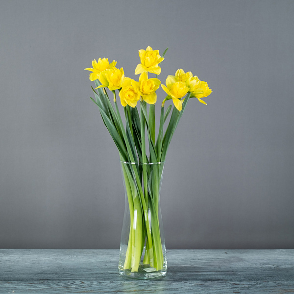 Купить Нарцисс в  с бесплатной доставкой: цена, фото, описание